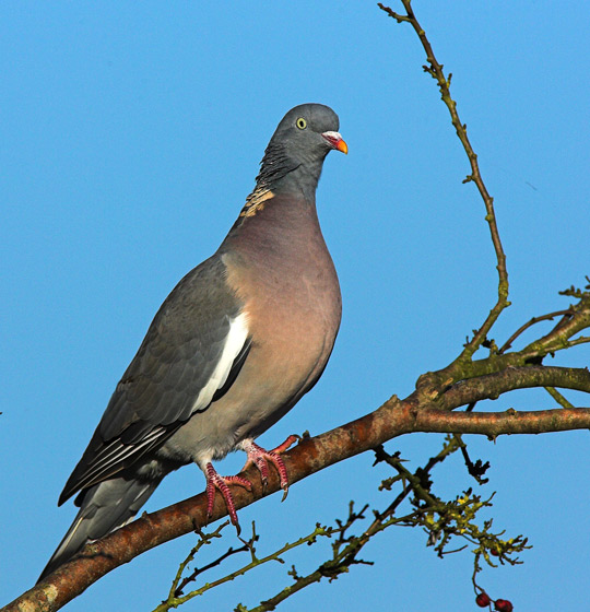 Wood Pigeon - Birds - Wild