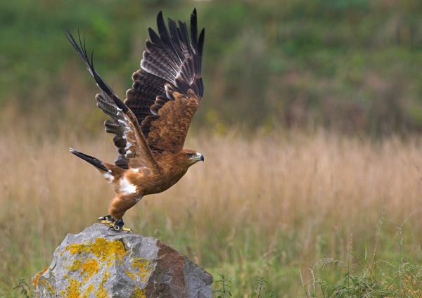 Tawny Eagle - Birds  -  Captive