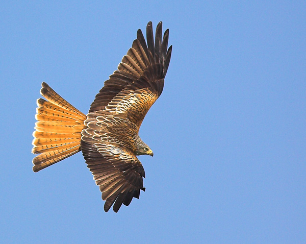 Red Kite 4 - Birds - Wild