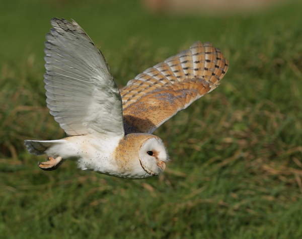 Barn Owl - Birds  -  Captive
