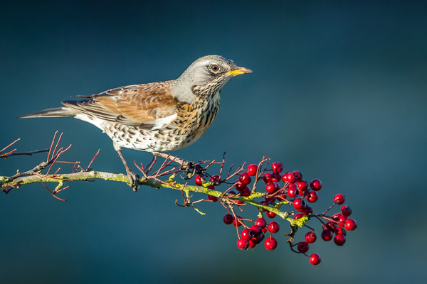 Fieldfare - Birds - Wild