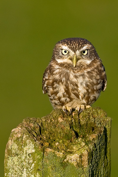 Little Owl - Birds  -  Captive
