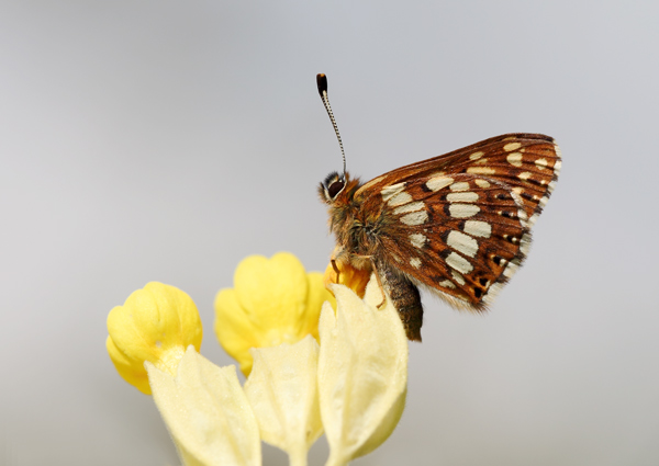 Duke of Burgundy - Close up