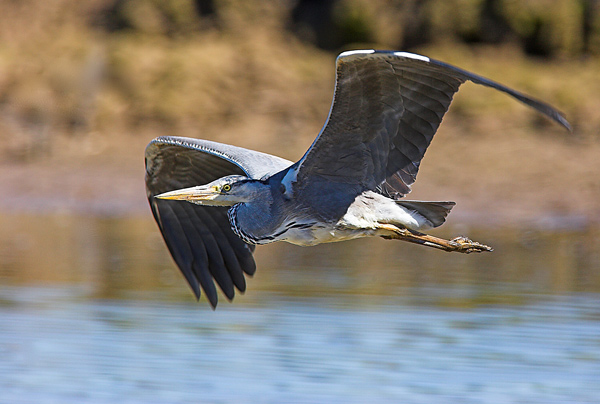 Heron Fly-by. - Birds - Wild