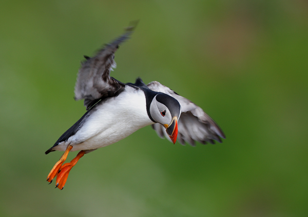 Puffin - Birds - Wild