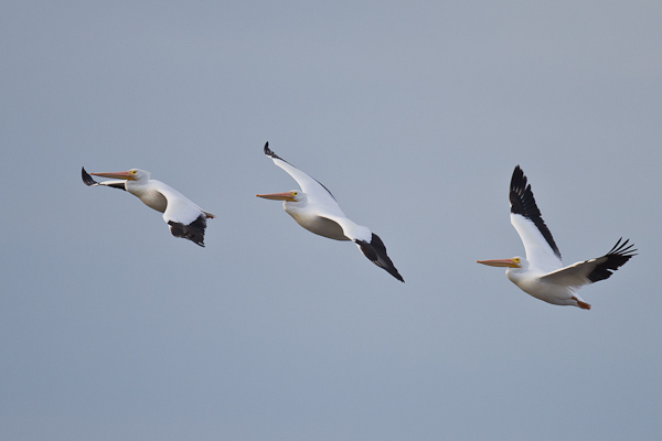 White Pelicans - Florida 2011