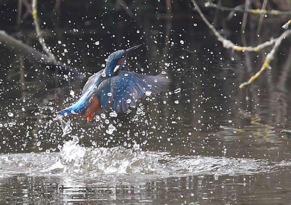 Kingfisher - Birds - Wild