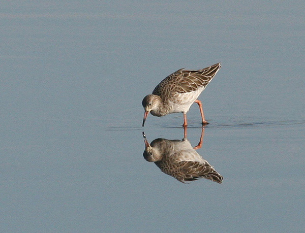 Ruff - Birds - Wild