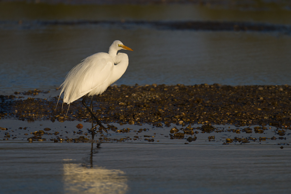 Great Egret - Florida 2011