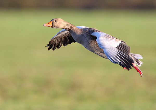 Greylag Goose - Birds - Wild