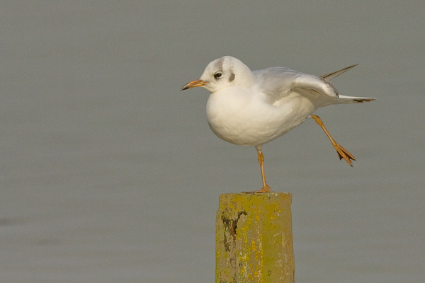 Black Headed Gull - Birds - Wild
