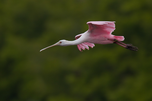 Roseate Spoonbill - Florida 2011