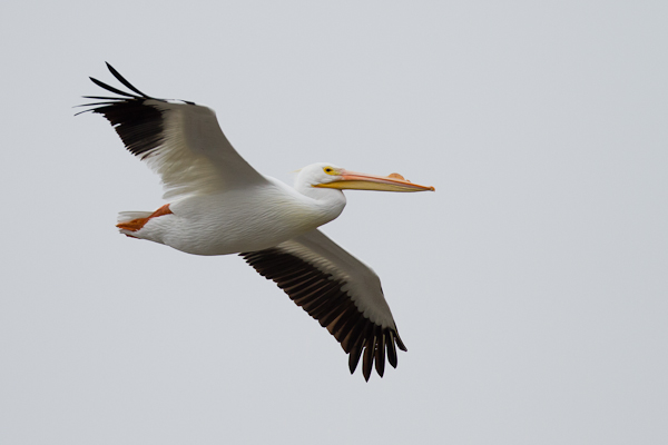 White Pelican - Florida 2011