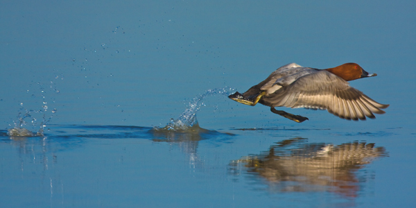 Pochard Take-Off - Birds - Wild