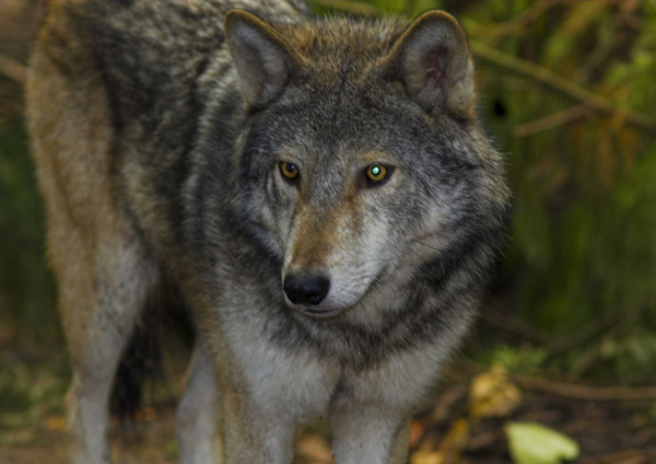 Canadian Timber Wolf - Nature & Animals