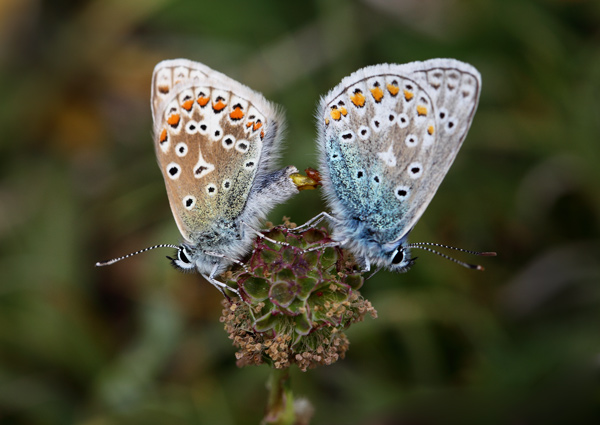 Common Blue - Close up