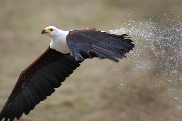 African Fish Eagle - Birds  -  Captive