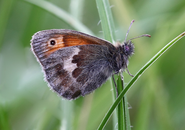 Small Heath - Close up