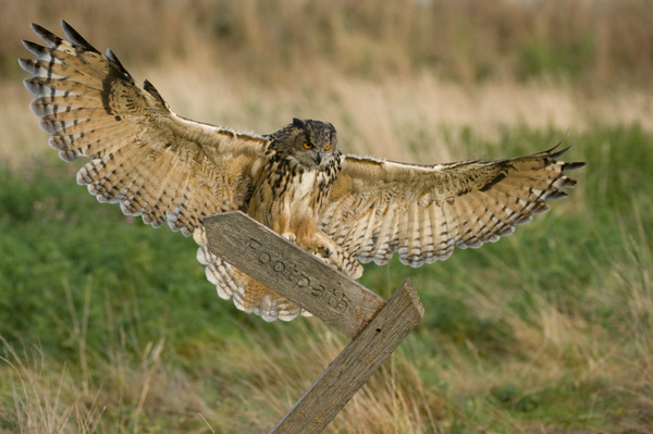 Eagle Owl - Birds  -  Captive