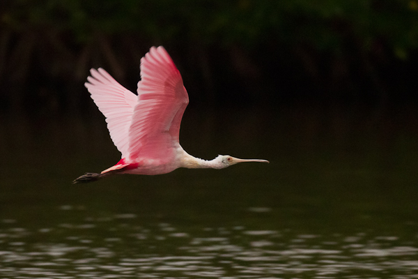Roseate Spoonbill - Florida 2011