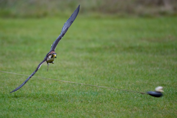 Eyes on the Prize ! - Birds  -  Captive