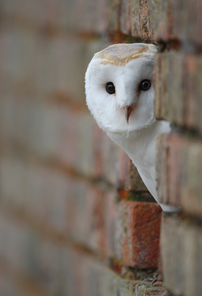 Barn Owl - Birds  -  Captive