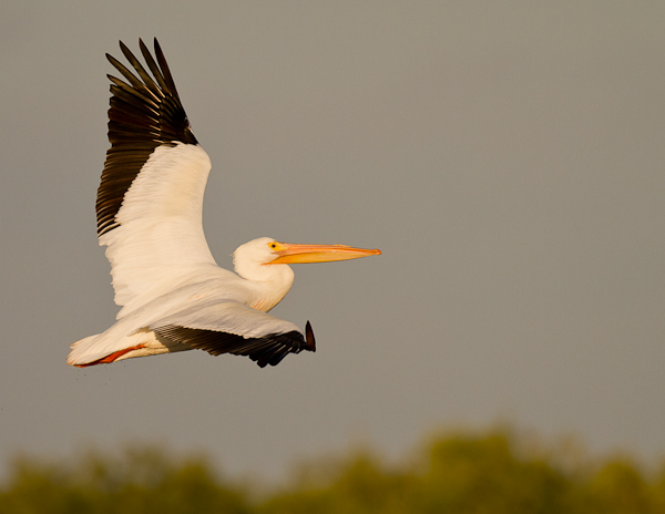 White Pelican - Florida 2011