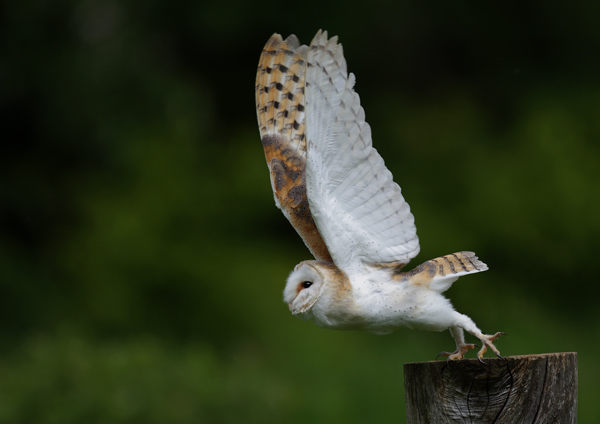 Barn Owl - Birds  -  Captive