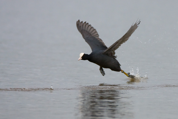  - Birds - Wild