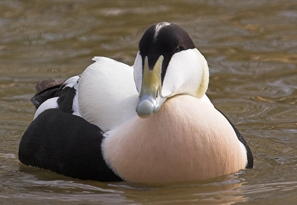 Male Eider - Birds  -  Captive