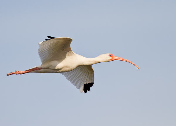 White Ibis - Florida 2011