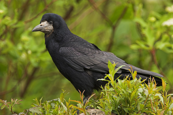 Rook - Birds - Wild