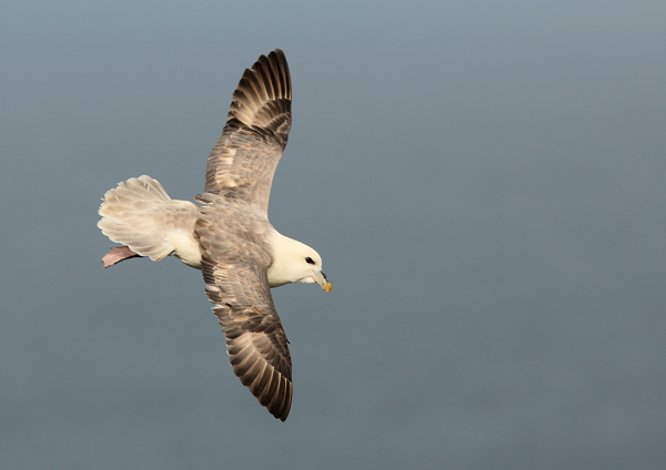 Fulmar - Birds - Wild