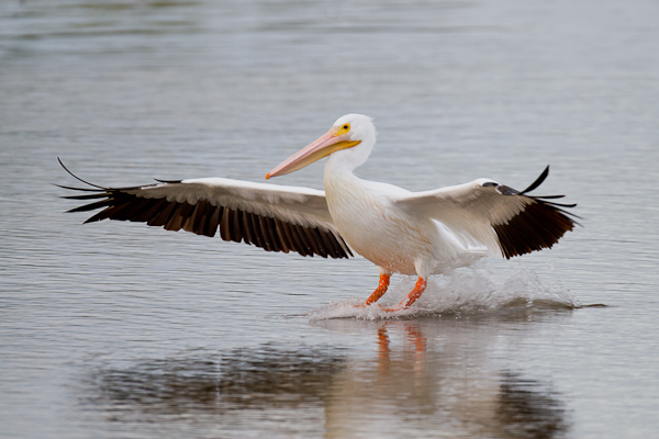 White Pelican - Florida 2011