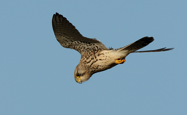 Common Kestrel - Birds - Wild