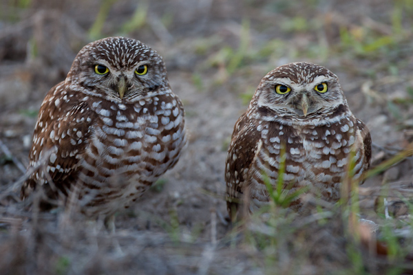 Burrowing Owl - Florida 2011