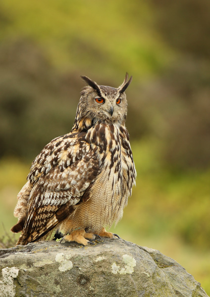 Eagle Owl - Birds  -  Captive