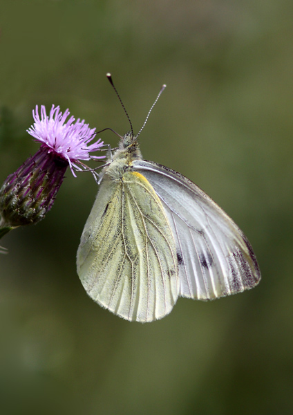 Green-Veined White - Close up