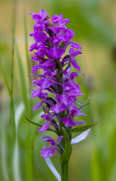 Southern-Marsh Orchid - Nature & Animals