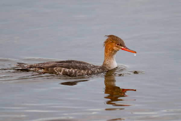 Merganser - Florida 2011