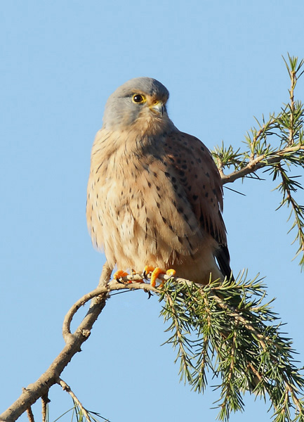 Wild Kestrel - Birds - Wild
