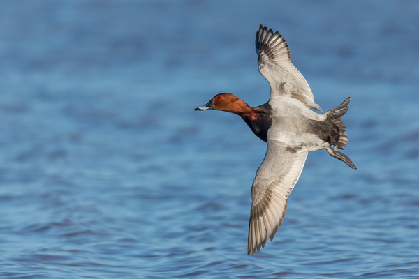 Common Pochard - Birds - Wild