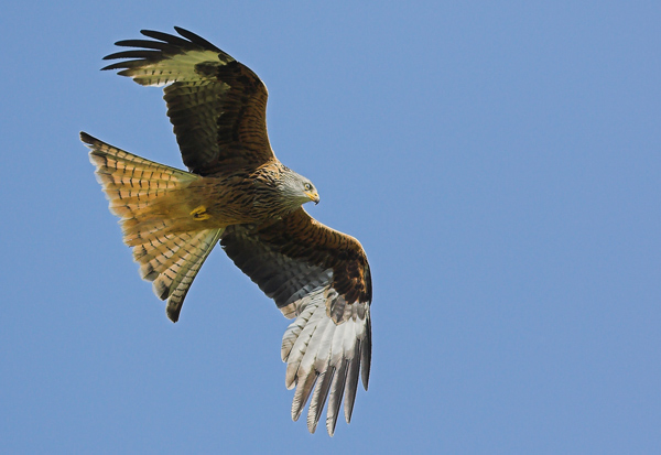 Red Kite 2 - Birds - Wild