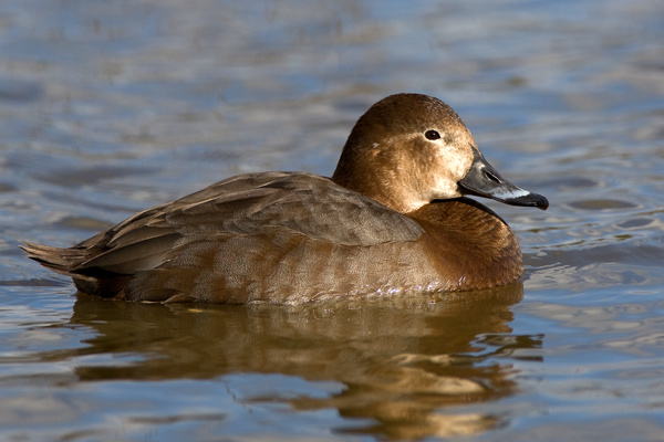 Female  Pochard - Birds - Wild