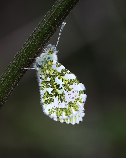Orange Tip - Close up