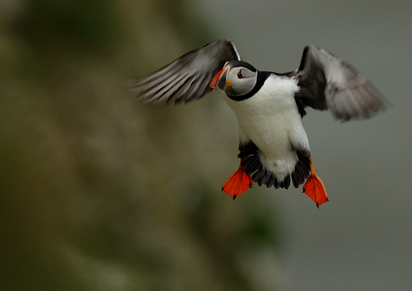 Puffin - Birds - Wild