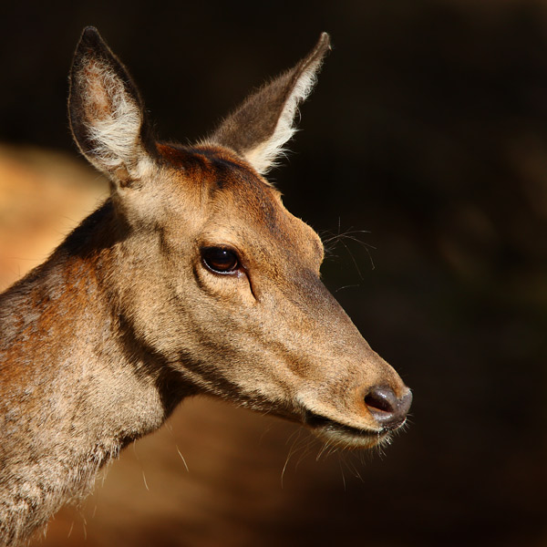 Red Deer - Nature & Animals