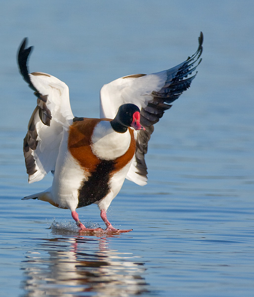 Common Shelduck - Birds - Wild