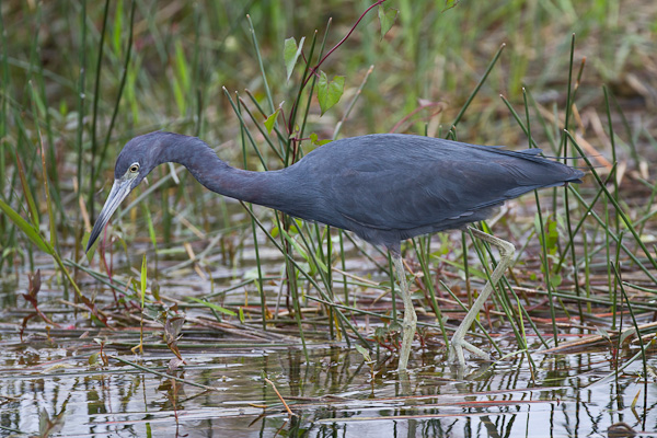 Little Blue Heron - Florida 2011