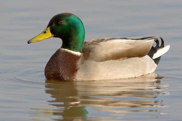 Mallard  Drake - Birds - Wild